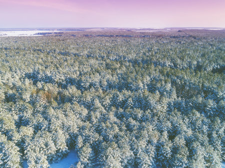 Pine snowy forest in winter. Trees covered with snow. Aerial view. Nature background