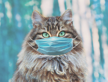Portrait of Siberian cat in medical face mask outdoors. Medical concept