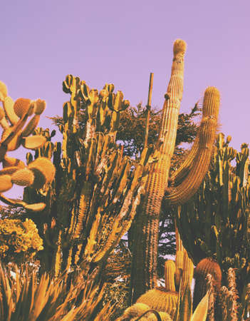 Cactus garden at pink sunset light. Nature backgroundの写真素材
