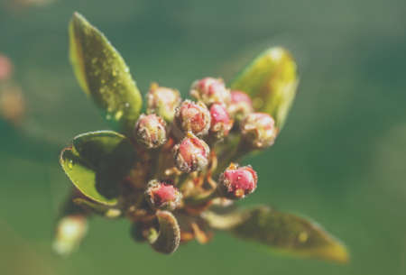 Vintage branch of a blossoming pear against green background. Spring nature backgroundの写真素材