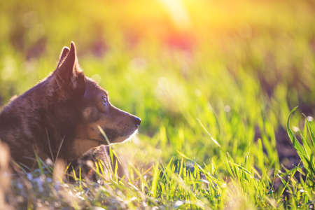 Dog relaxing outdoors. The dog lies on the grass on a summer sunny dayの写真素材