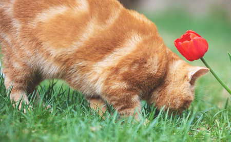 Cute little ginger kitten walks on the grass in the spring garden near a tulip flowerの写真素材