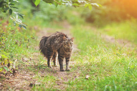 Siberian cat walking in the forest in summerの写真素材