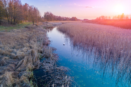 Magical sunset in the countryside. Rural landscape in the spring. Swan swims along a narrow river