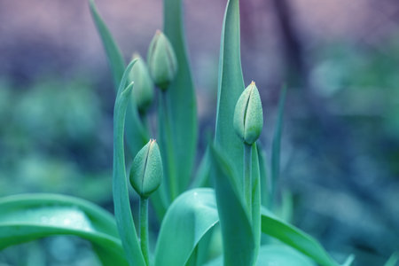 Tulip buds in a spring garden. Nature background