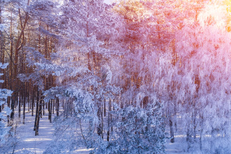 Pine snowy forest in winter. Trees covered with snow. Aerial view. Nature background