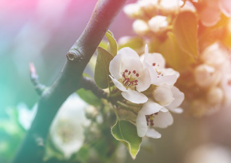 Branch of a blossoming pear tree. Spring nature background