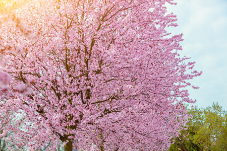 Pink blooming cherry trees on the street. Springtime.