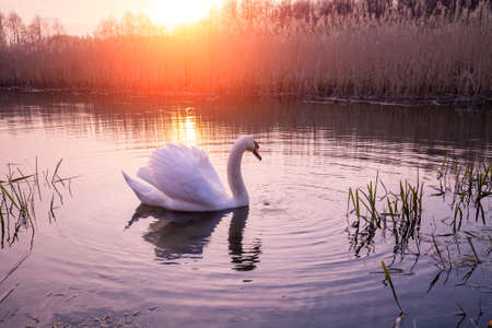 Magical sunset in countryside. Rural landscape in spring, wilderness. Swan swimming in the lakeの写真素材