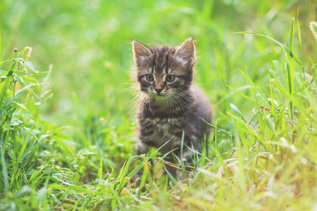Portrait of a little kitten sitting on the grass in a spring gardenの写真素材