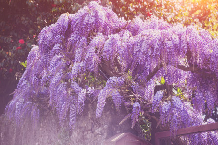Blooming Wisteria flowers in the garden on a spring sunny dayの写真素材