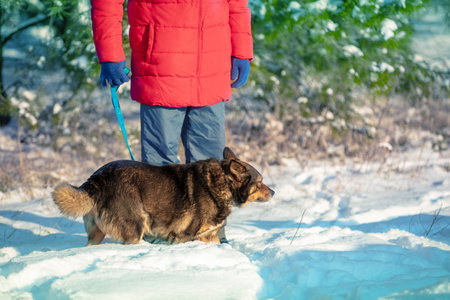 Man with the dog on a leash walking in winter snowy forestの写真素材