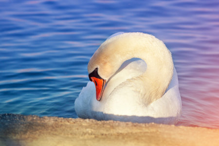 Portrait of swan swimming in the lake