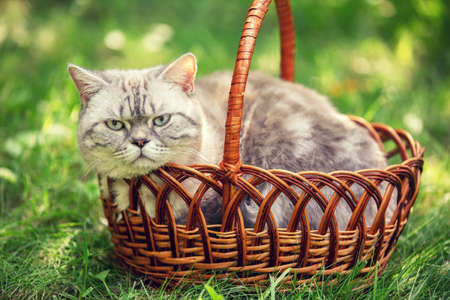 Siamese cat lying in a basket on the grass on a summer sunny dayの写真素材