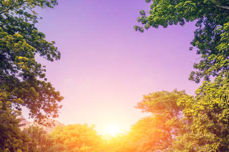 Vintage frame from trees against the pink sky at sunsetの写真素材