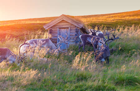 A herd of reindeer grazing on a hill in Lapland at sunsetの写真素材