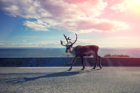 Wild Deer walking on the road. View from car windowの写真素材