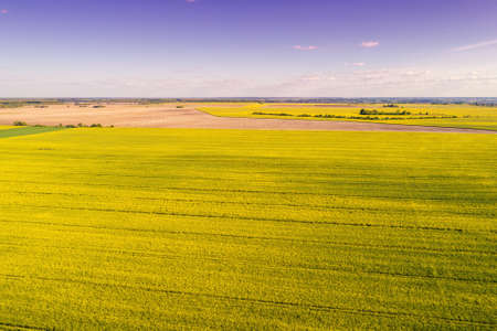 Blossoming rapeseed field in spring. Nature background. Top viewの写真素材
