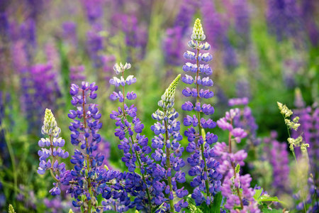Blossoming wild Lupinus flowers. Spring flowers nature background
