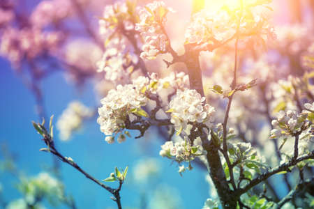 Vintage branch of a blossoming pear tree against sky. Spring nature backgroundの写真素材