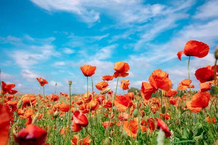 Blossoming Poppies (papaver) field. Wild poppies against blue sky. Flower nature background