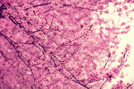 Vintage blossoming sakura tree. Spring nature backround
