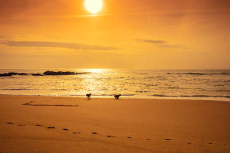 Seascape at sunset. Golden sunset over the sea. Two dogs on the beach. Beautiful beach in the eveningの写真素材