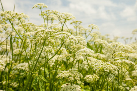 Blooming wild flowers. Umbels of a wild carrot. Daucus carota wild carrot Queen Anne's lace