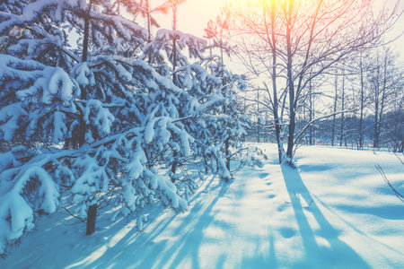 Nature winter background. Snowy forest. Pine trees covered with snow. Winter nature. Christmas...
