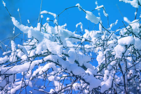 Nature winter background. Trees covered with snow. Winter nature. Christmas background.の写真素材