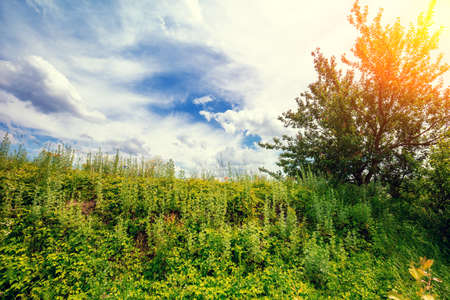 Hillside on the background of a beautiful cloudy sky. Beautiful nature, rural landscapeの写真素材