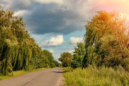 Summer rural landscape in the evening, country road. Trees grow along the roadの写真素材