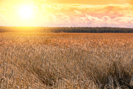 Wheat field at sunset. Beautiful nature, countryside, rural landscape