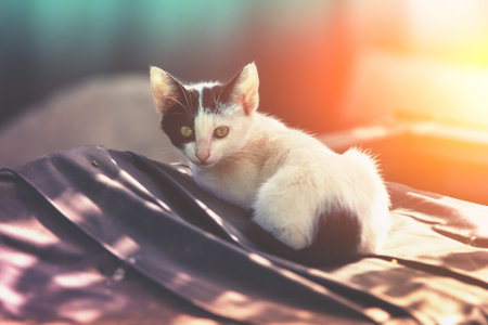 Grey-white little kitten outdoors. Funny kitten lying in the yard in autumn