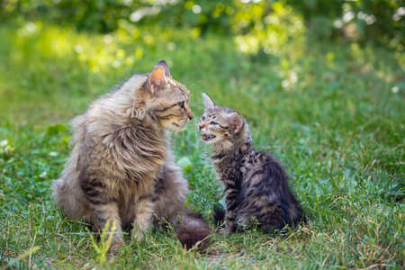 Mom cat with little kitten on the grassの写真素材