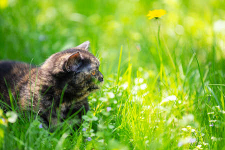 Funny little tortoiseshell kitten lies on the grass in the spring gardenの写真素材
