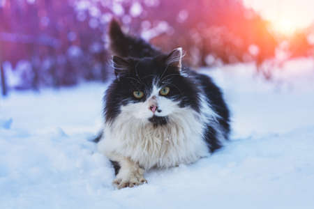 Black and white long-haired cat walks in the deep snowの写真素材