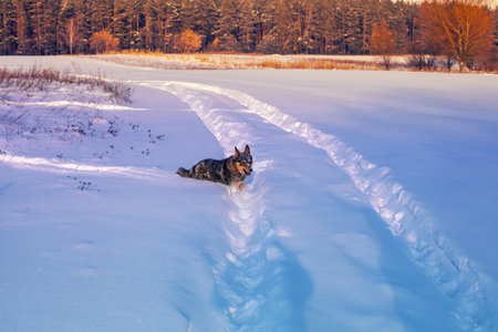 Snow-covered field at sunset. A dog walks in a snowy field in winter