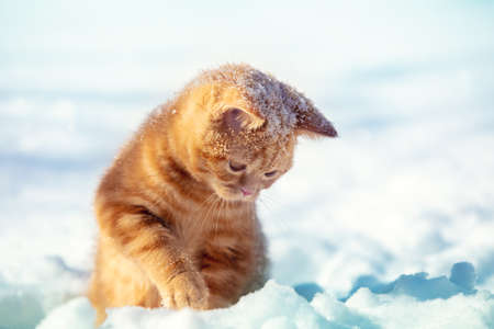 Portrait of a little funny kitten sits on the snow in winter. The kitten plays with snowの写真素材