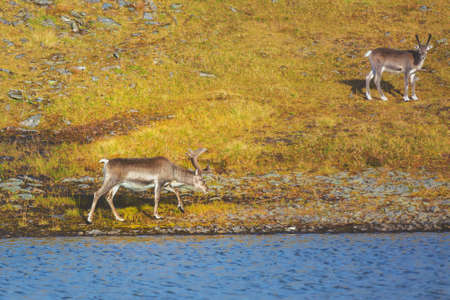 Two deer walk on the lakeshore in Lapland. Reindeer in Northern Norwayの写真素材