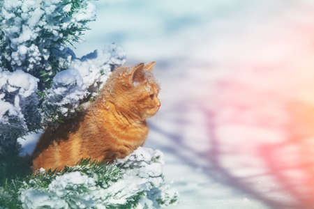 Cat outdoors in snowy winter. Cat siting in snow near fir treeの写真素材