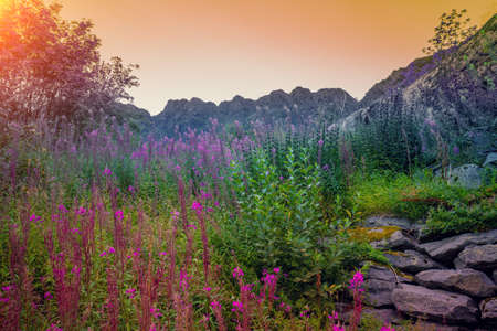 Mountain landscape. Rockies on the horizon, blooming pink flowers during sunset. Beautiful nature of Norway.の写真素材