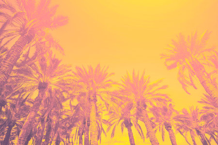 Palm plantations against the sunset sky. Tropical nature landscape. Beautiful tropical nature....