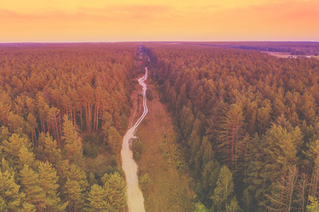 Rural autumn landscape. Dirt road in the pine forest. Aerial view