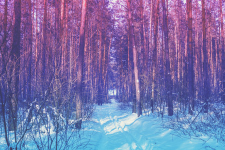 Snowy pine forest. Pine trees covered with snow. Winter nature. Nature winter background. Christmas...