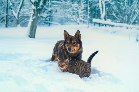 Dog and cat playing together outdoors in deep snow
