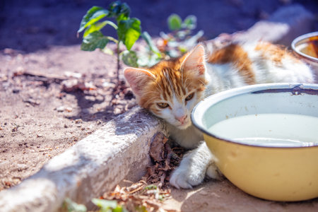 Portrait of a red white kitten outdoors. Funny kitten lying in the yard near a bowl of waterの写真素材