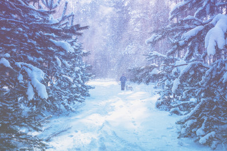 Nature winter background. Snowy forest in winter. Winter nature. A man with a dog on a path in the forest. Christmas backgroundの写真素材