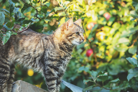 Cute cat on the background of the autumn orchard