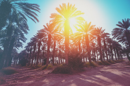 Grove of tropical palm trees against the sunset sky. Plantation of palm trees. Tropical evening landscapeの写真素材